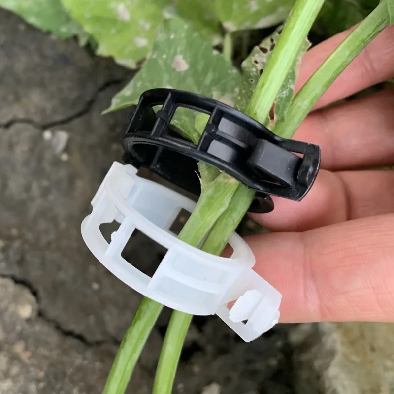 Reusable Plastic Plant Support - Vine Climbing Plastic avaliação e preço