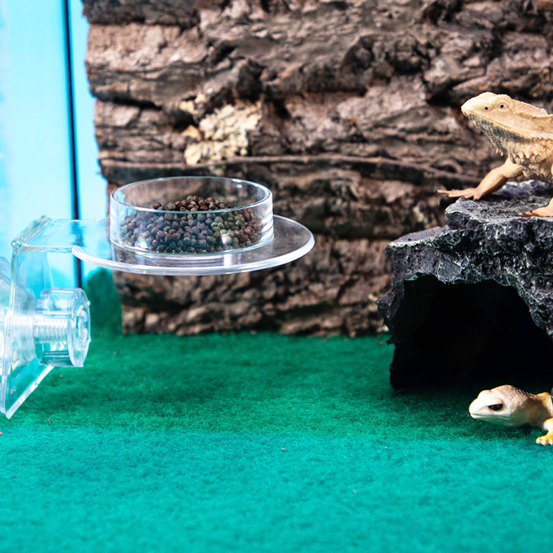 Acrylic Crawling Pet Feeding W - Water Dish Reptile avaliação e preço