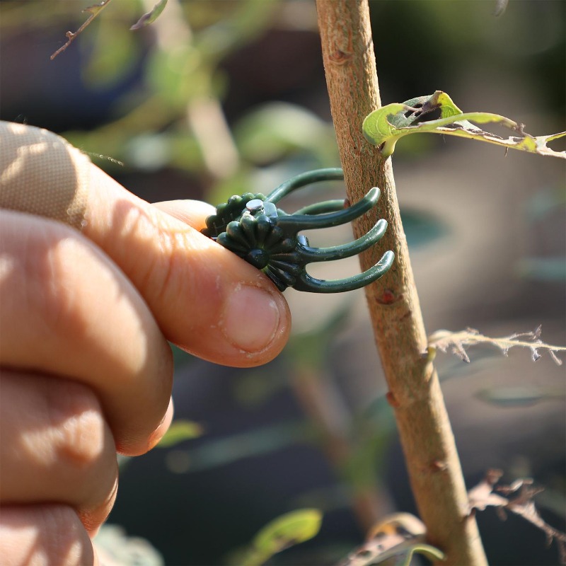 Wholesale Mini Plant Support C - Vine Climbing Plastic avaliação e preço