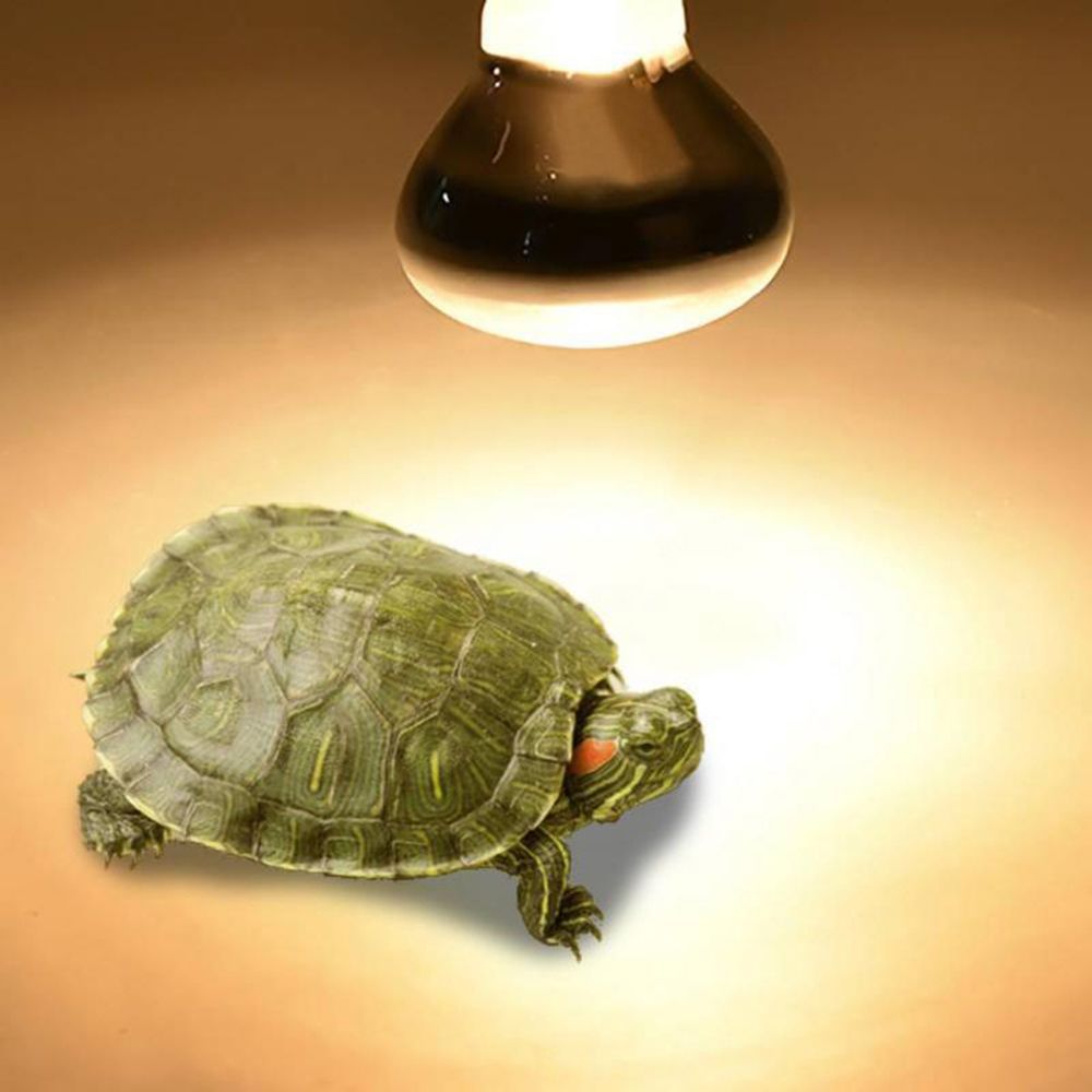 Turtle Temperature Controller  - Basking Bulb Halogen avaliação e preço