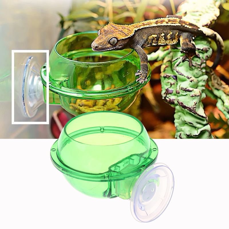 HOT! Arboreal Reptile Live Ant - Water Dish Reptile avaliação e preço