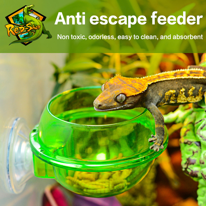 HOT! Arboreal Reptile Live Ant - Water Dish Reptile avaliação e preço