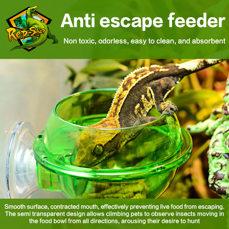 HOT! Arboreal Reptile Live Ant - Water Dish Reptile avaliação e preço