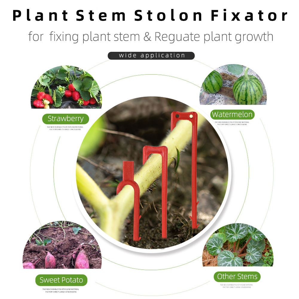 20-50PCS Strawberry Planting F - Vine Climbing Plastic avaliação e preço
