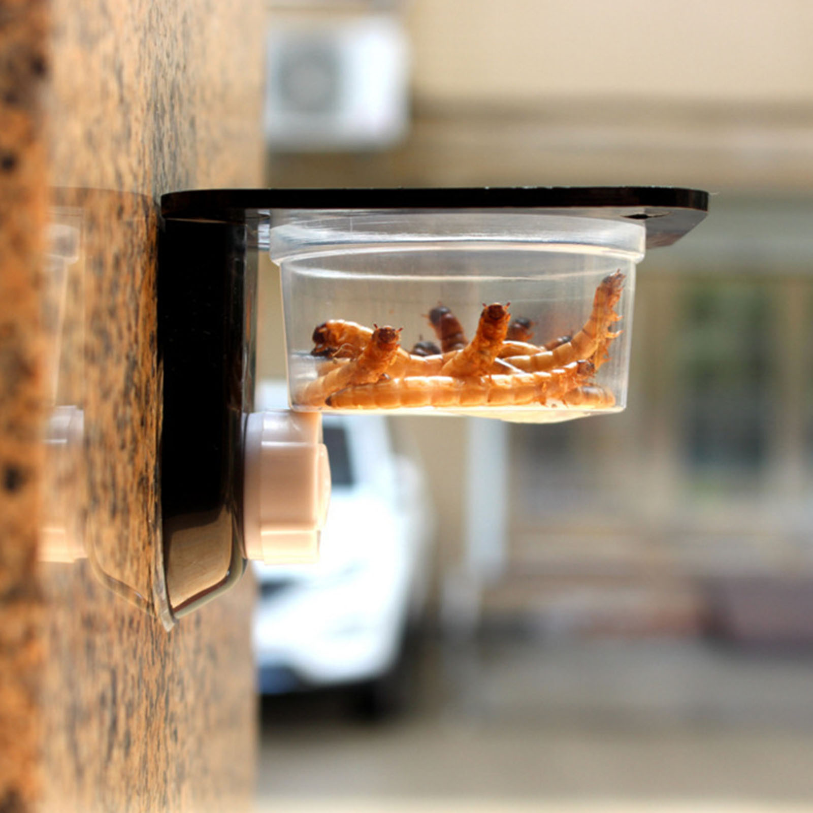 Crested Gecko Feeding Ledge Re - Water Dish Reptile avaliação e preço